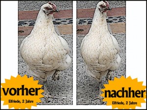 huhn_elfriede2